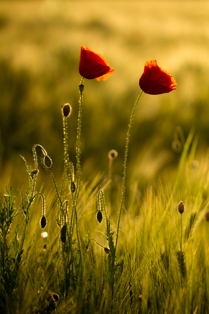 Mohn im Sonnenuntergang