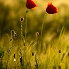 Mohn im Sonnenuntergang