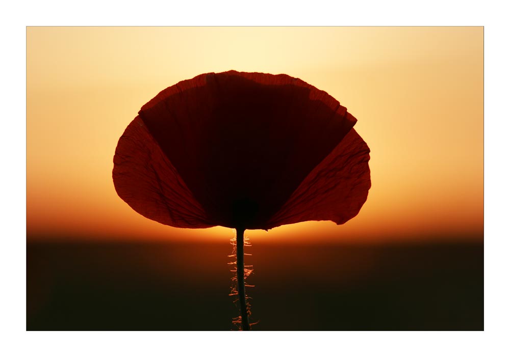 ° Mohn im Sonnenuntergang °