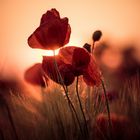 Mohn im Sonnenuntergang