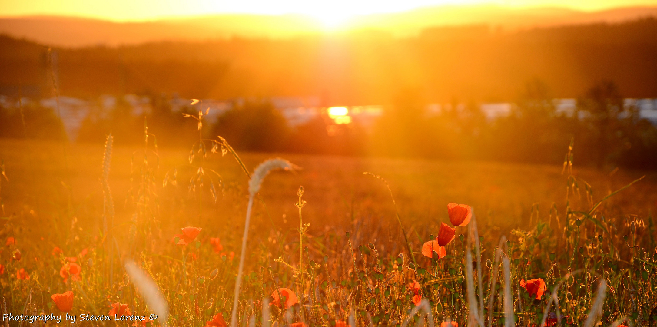 Mohn im Sonnenuntergang