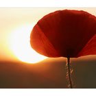 ° Mohn im Sonnenuntergang Nr. 2 °