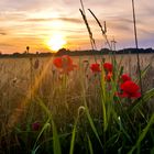 Mohn im Sonnenuntergang - Photos by FC - Jeannette Dewald 