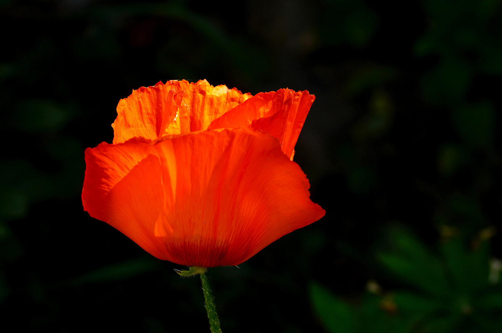 Mohn im Sonnlicht.