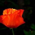 Mohn im Sonnlicht.