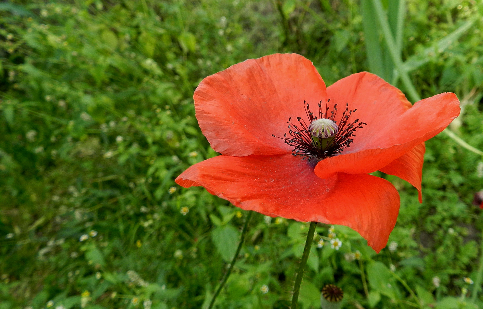 Mohn Im Spätsommer