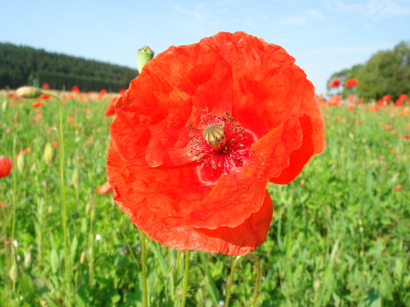 Mohn im Spätsommer