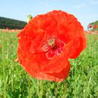 Mohn im Spätsommer