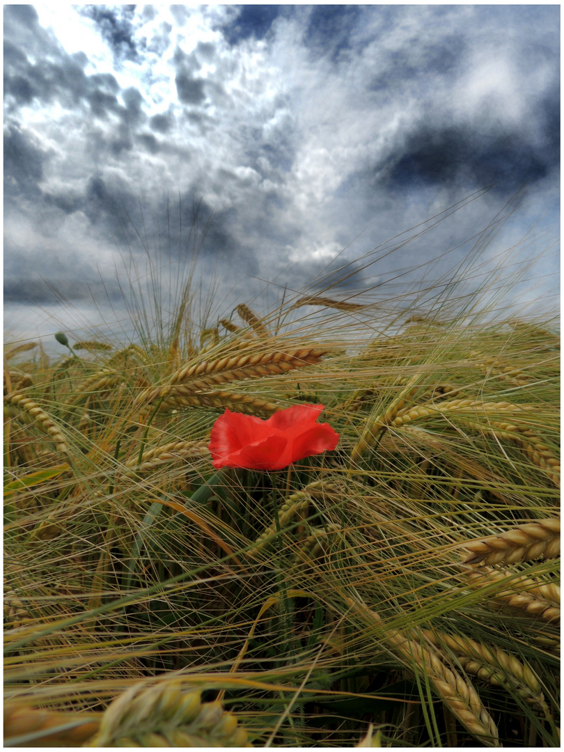 Mohn im Sturm