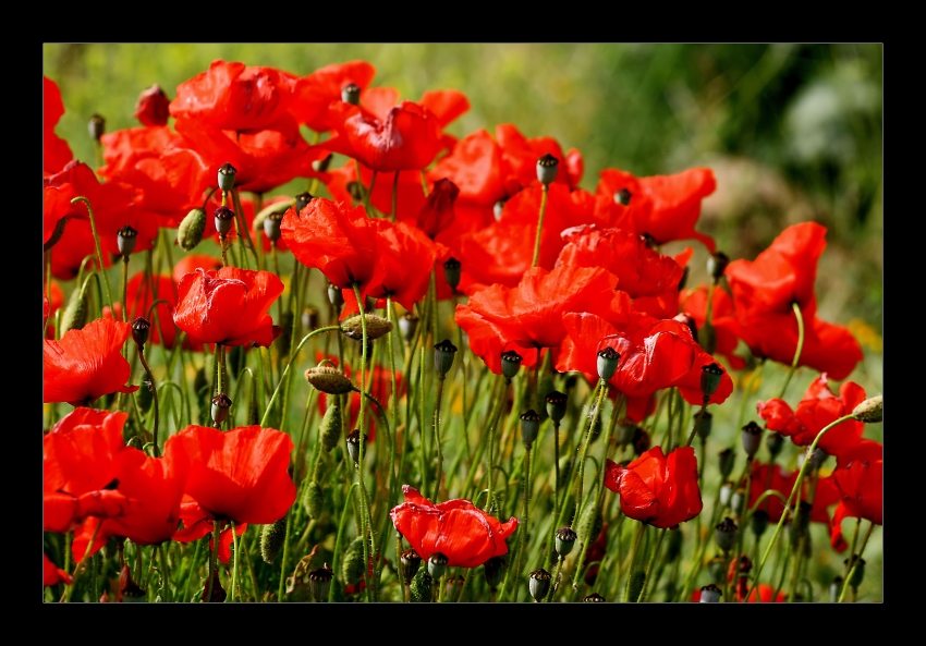 Mohn im Überfluß