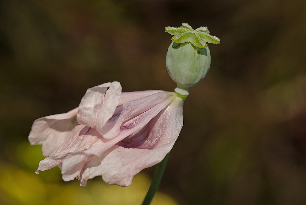 Mohn im Verblühen...