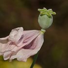 Mohn im Verblühen...