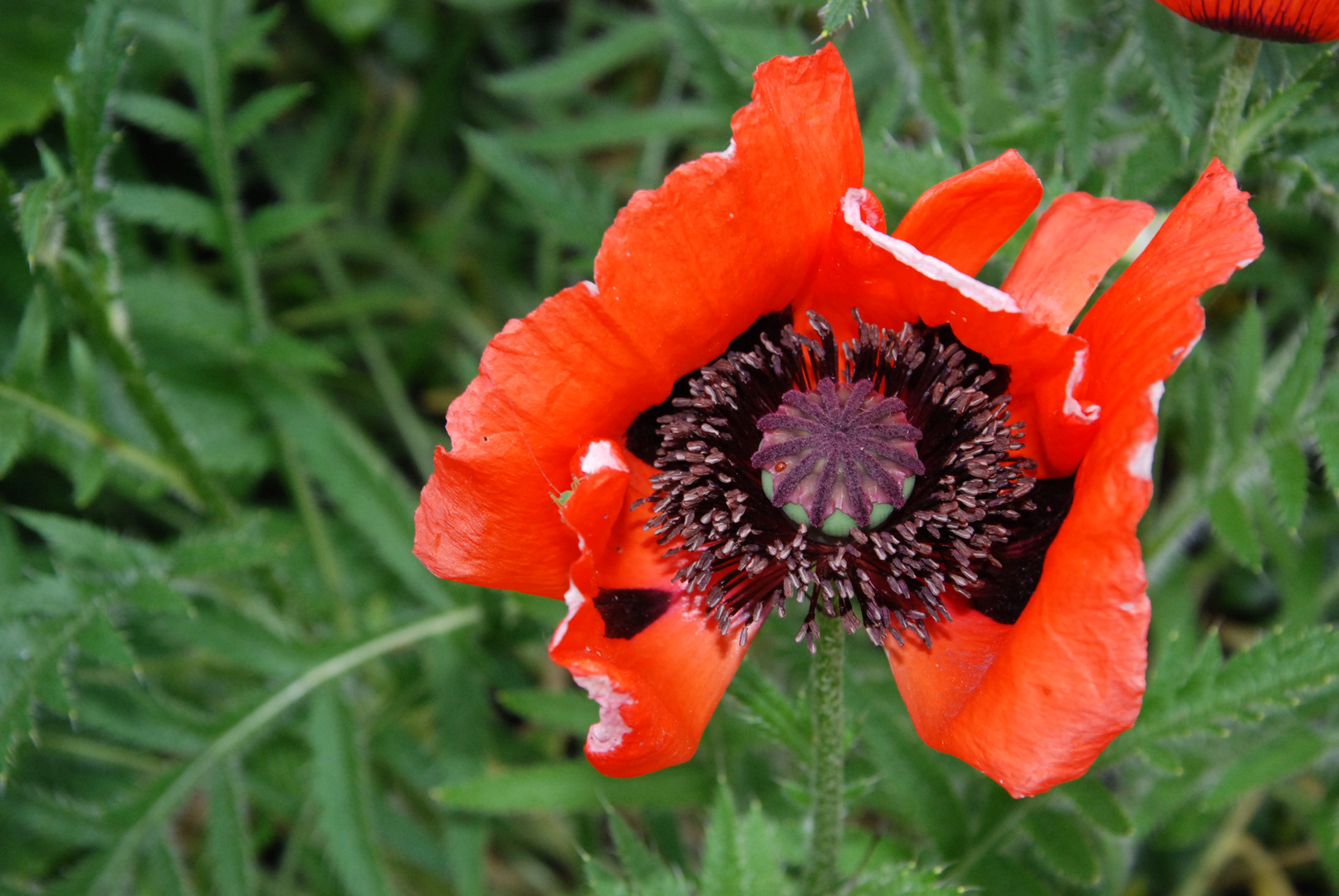 Mohn im Vergehen