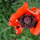 Mohn im Vergehen