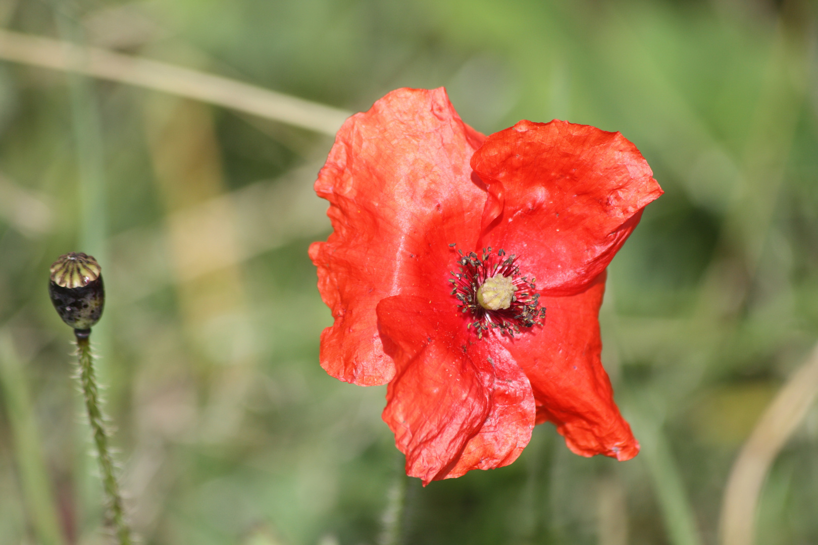 Mohn im Volkspark