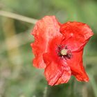 Mohn im Volkspark