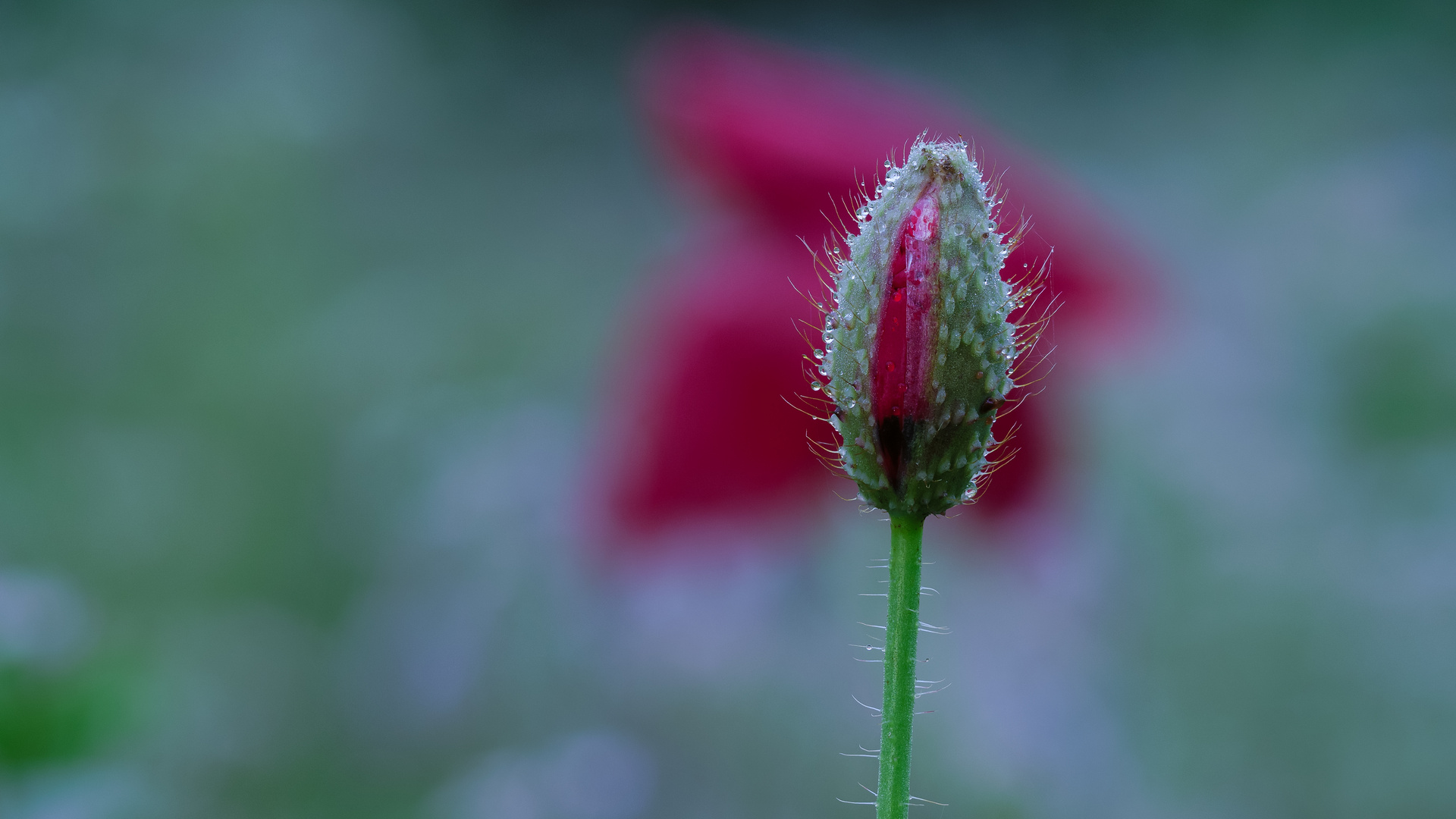 Mohn im Vorder- und Hintergrund