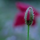 Mohn im Vorder- und Hintergrund