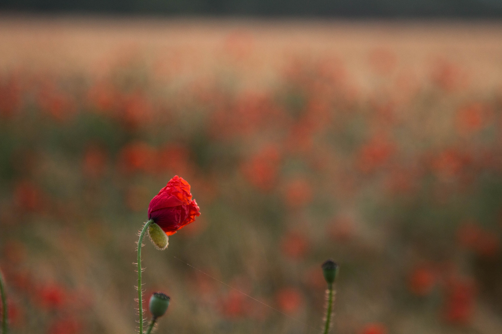 Mohn im Vordergrund