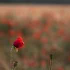 Mohn im Vordergrund