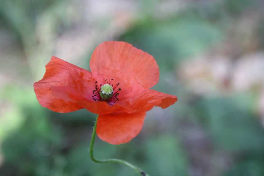 Mohn im Wald