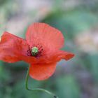 Mohn im Wald