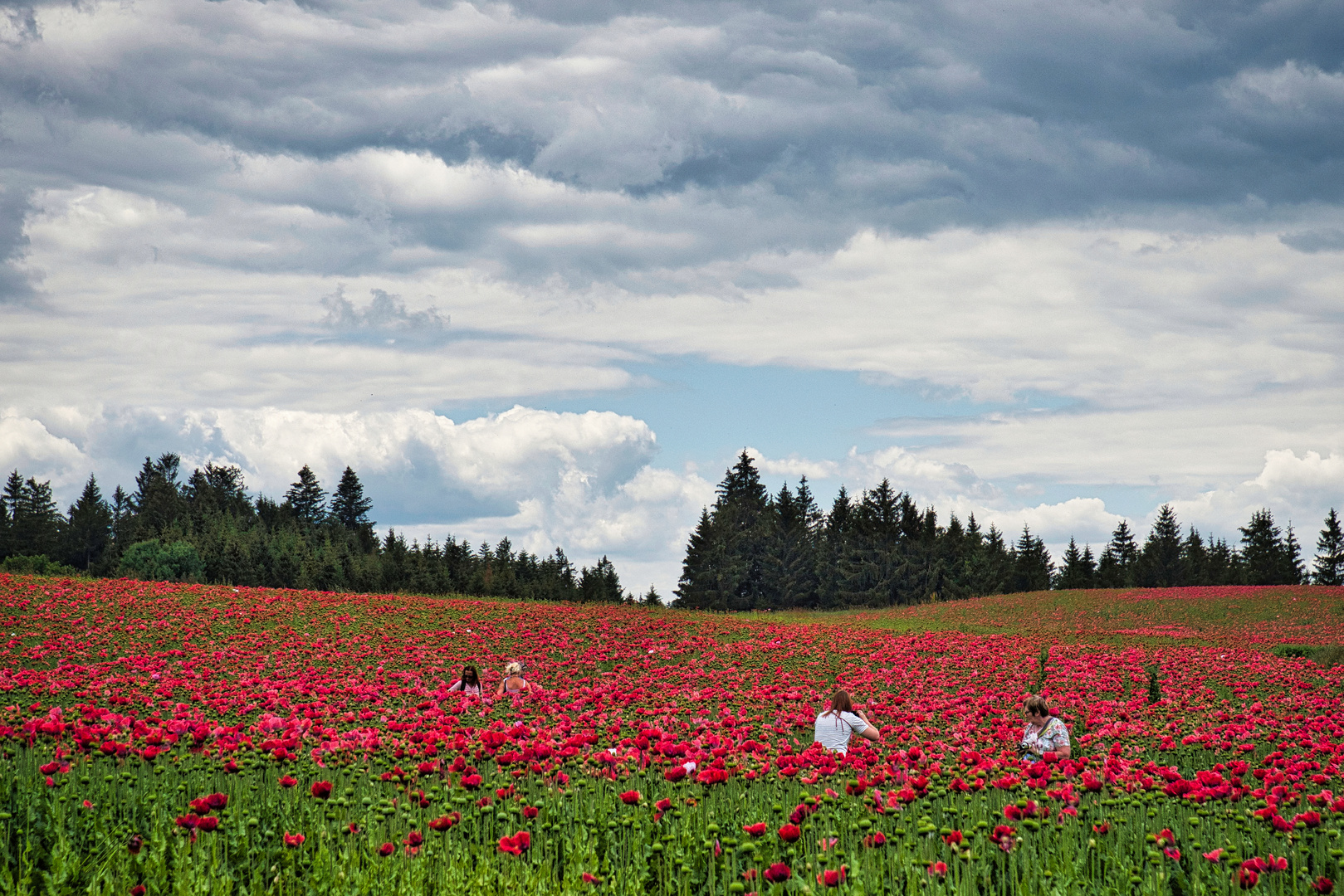 Mohn im Waldviertel