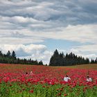 Mohn im Waldviertel