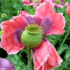 Mohn im Waldviertel