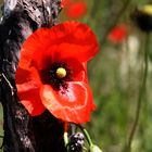 MOHN IM WEINBERG-TRODOS ZYPERN