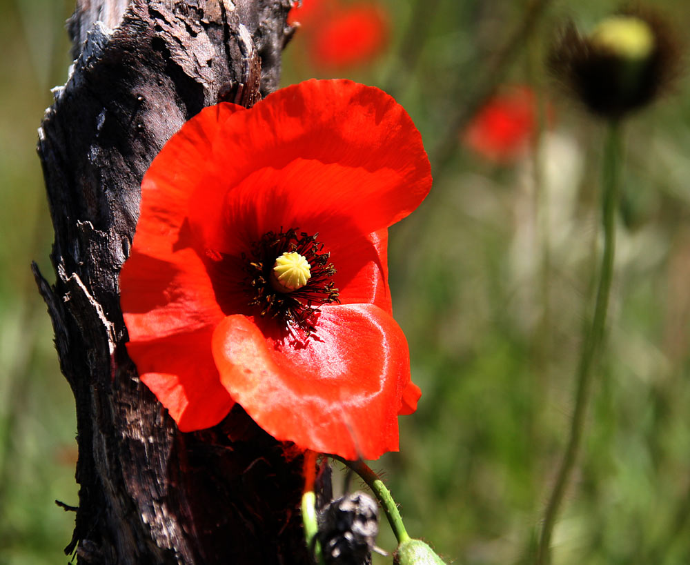 MOHN IM WEINBERG-TRODOS ZYPERN