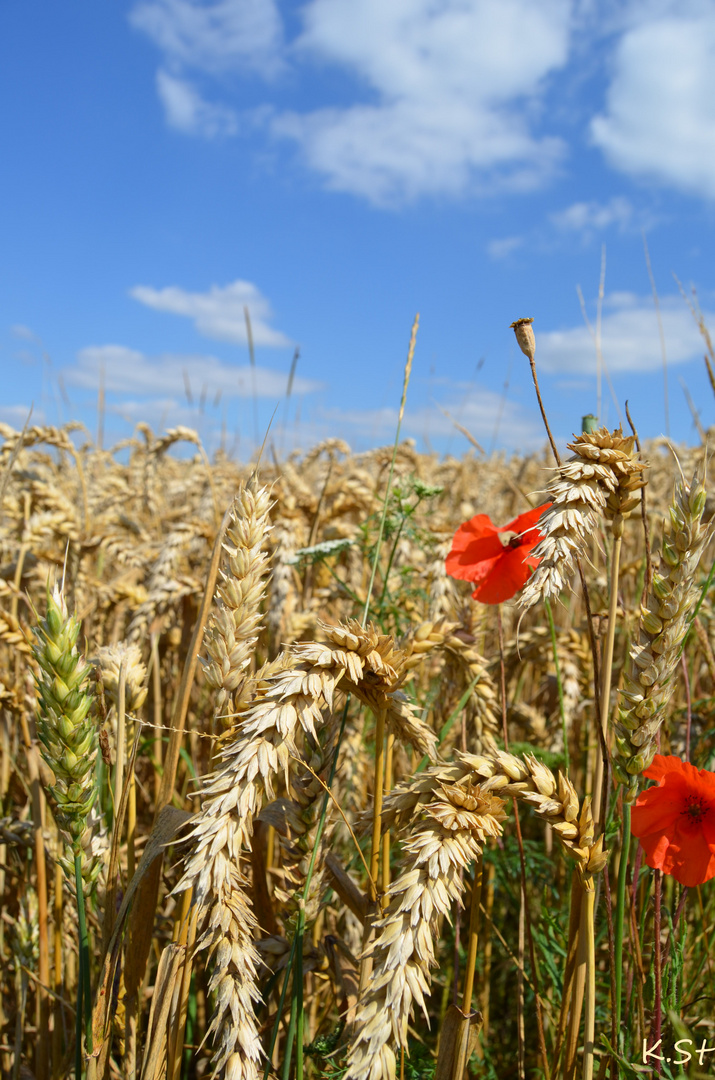 Mohn im Weizen