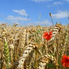 Mohn im Weizen