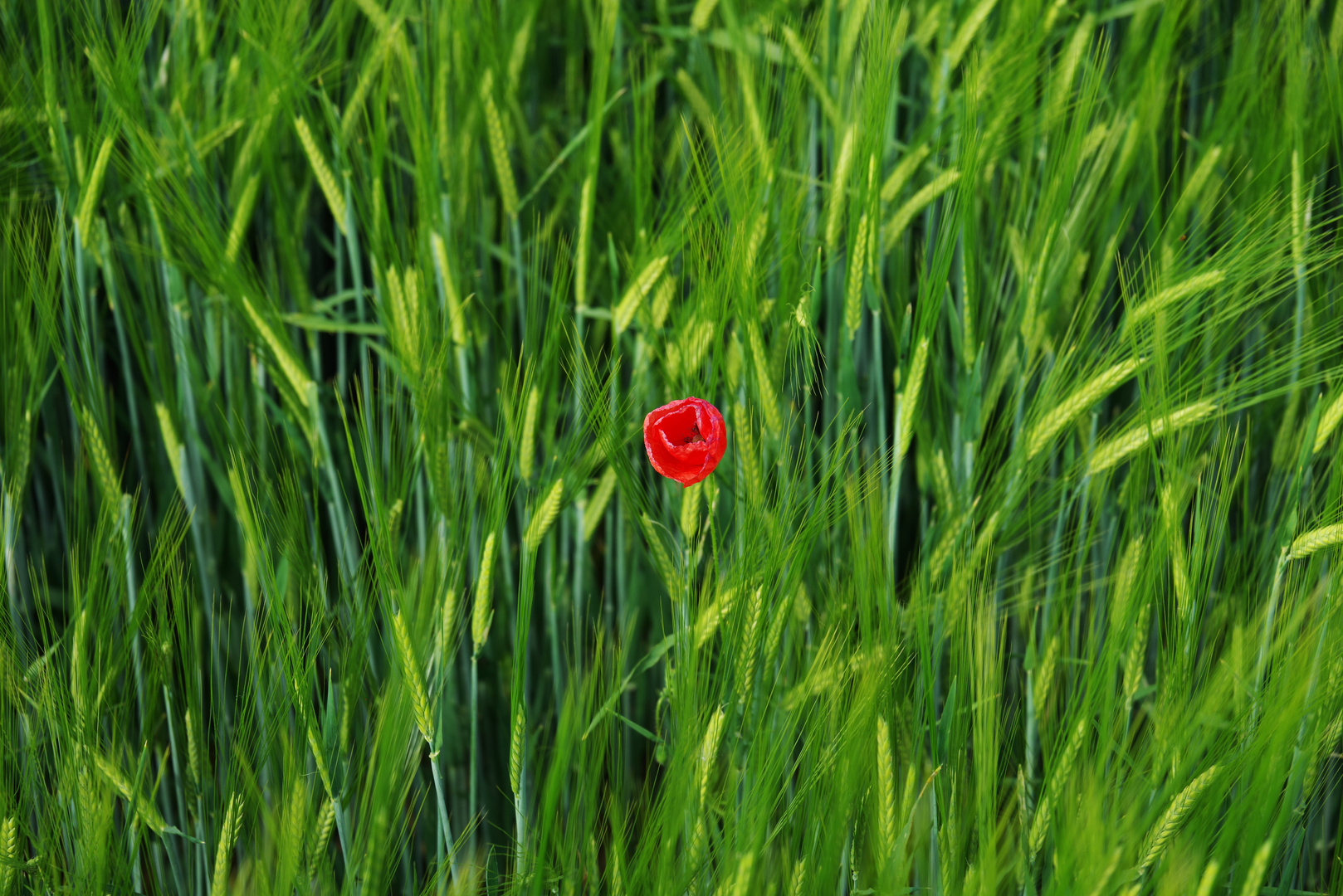 Mohn im Weizen