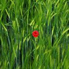 Mohn im Weizen