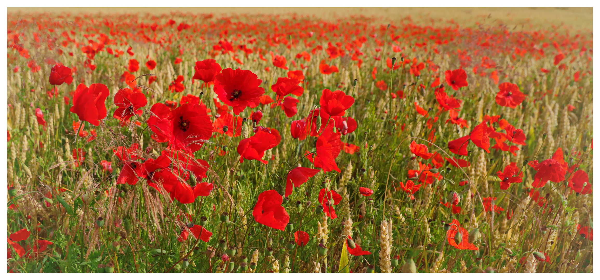 Mohn im Weizen