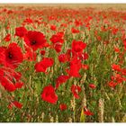 Mohn im Weizen