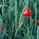 Mohn im Weizenfeld