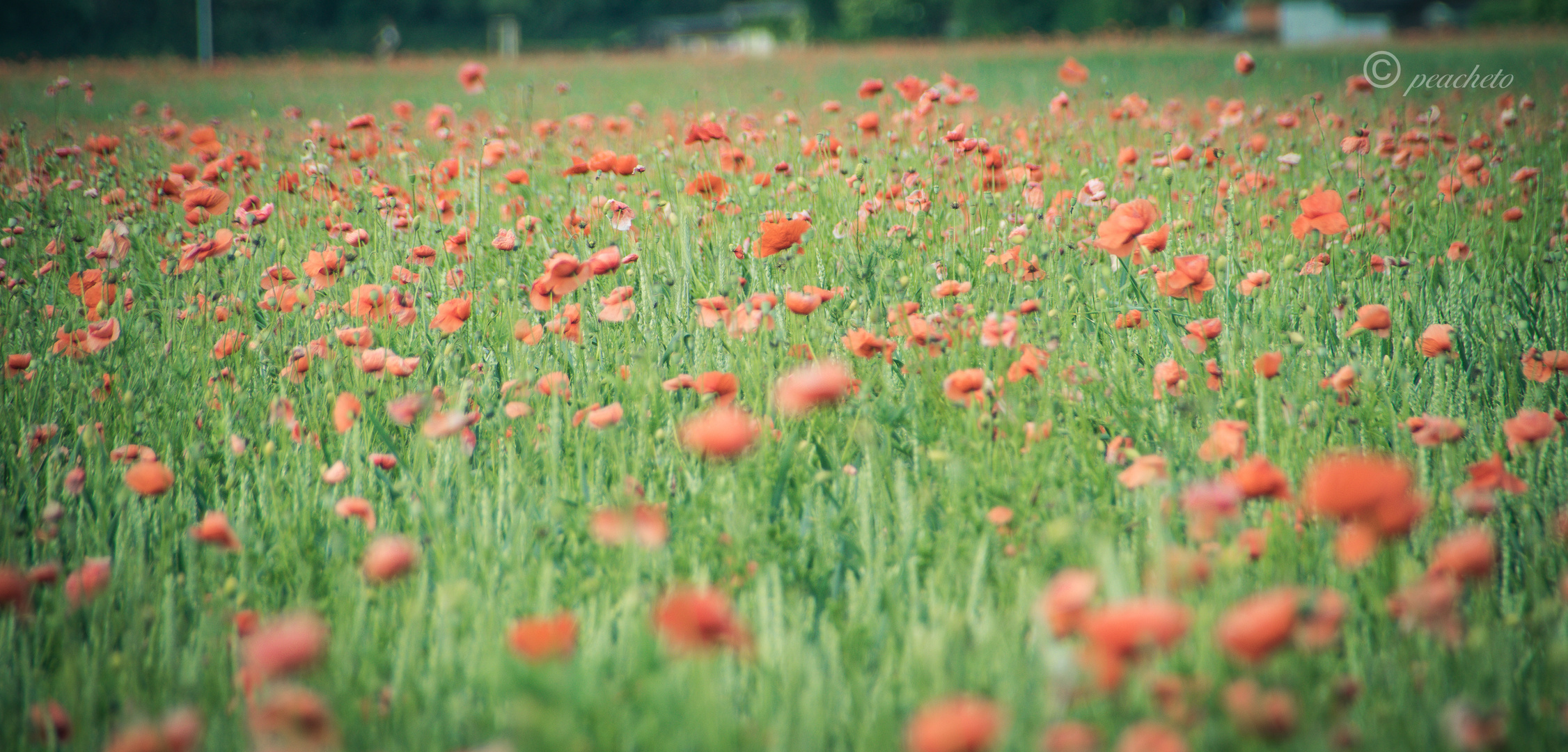 Mohn im Weizenfeld