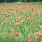 Mohn im Weizenfeld