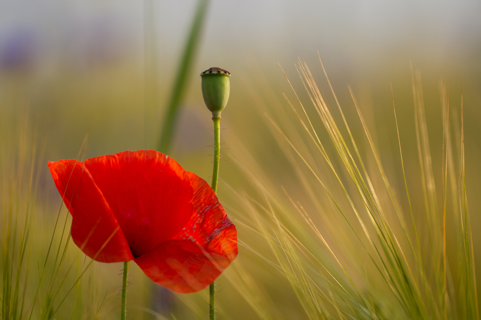 Mohn im Weizenfeld