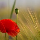 Mohn im Weizenfeld