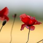 Mohn im Weizenfeld