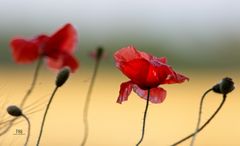 Mohn im Weizenfeld