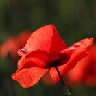 Mohn im Weizenfeld