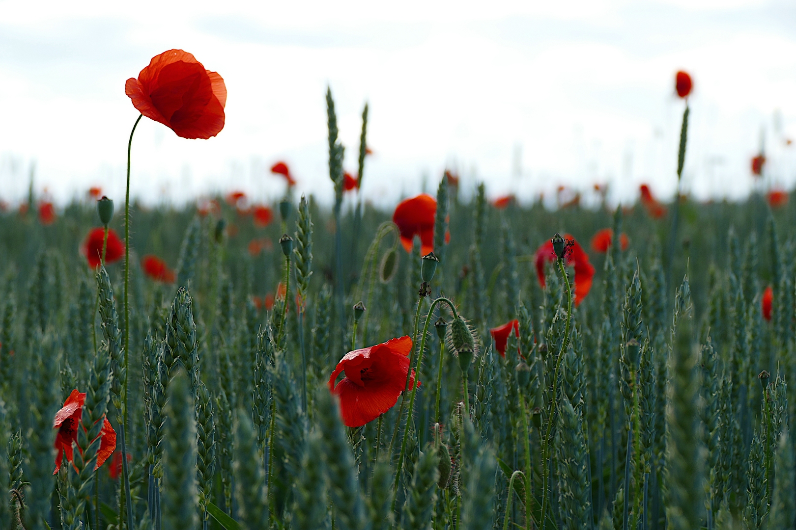 Mohn im Weizenfeld