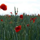 Mohn im Weizenfeld