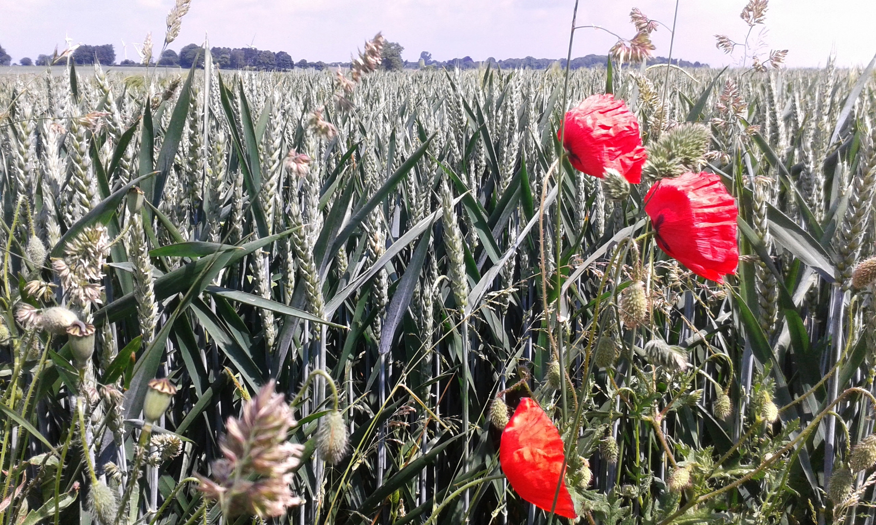 Mohn im Weizenfeld