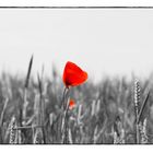 Mohn im Weizenfeld