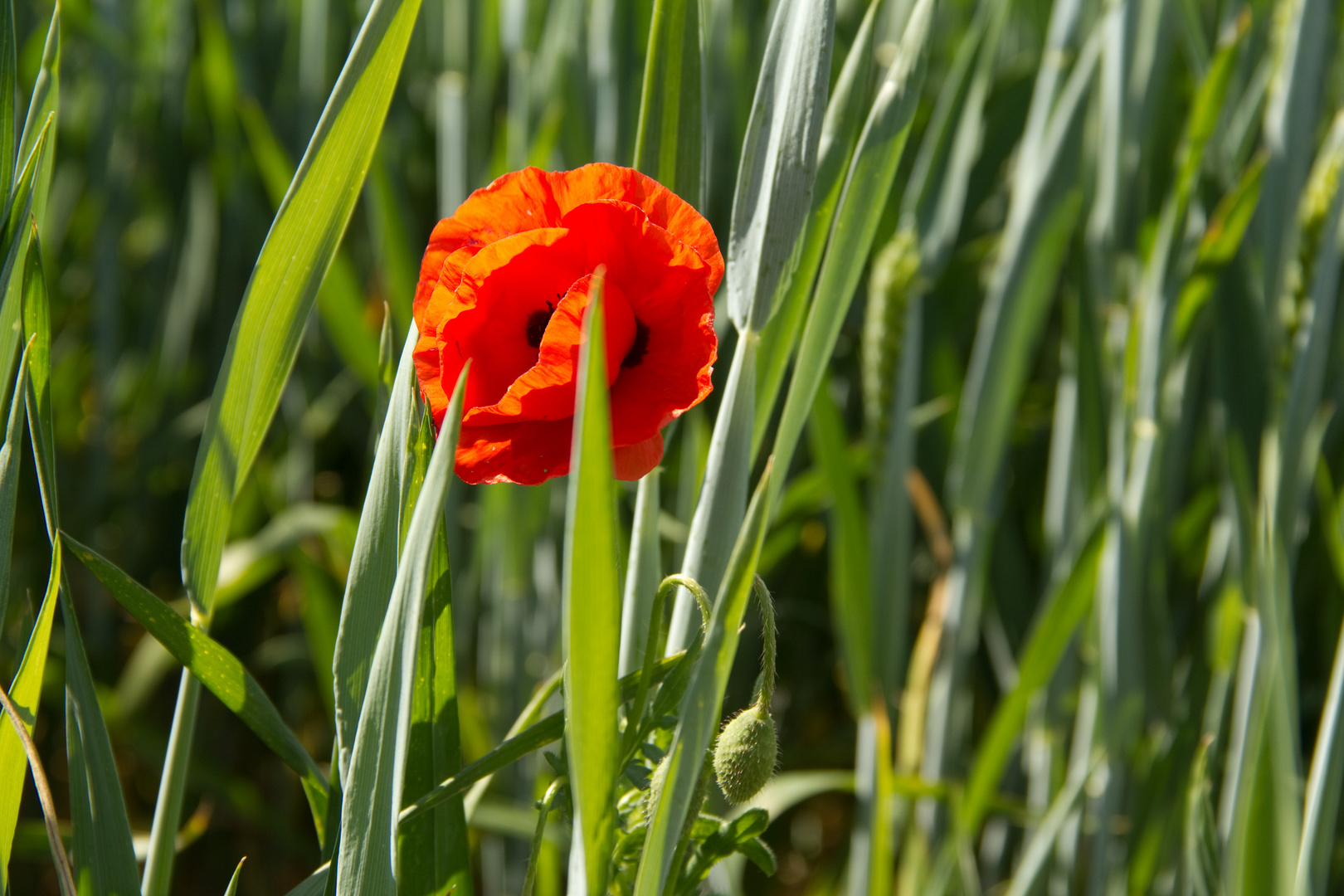 Mohn im Weizenfeld